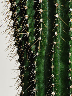 Cactus Balancing Toner