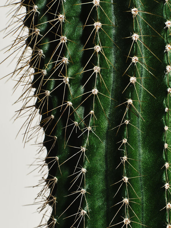 Cactus Balancing Toner