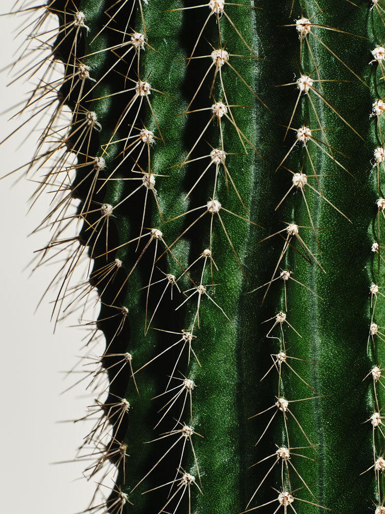 Cactus Probiotics Repair Ampoule