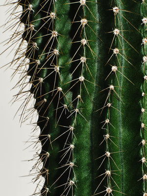 Cactus Probiotics Repair Cream
