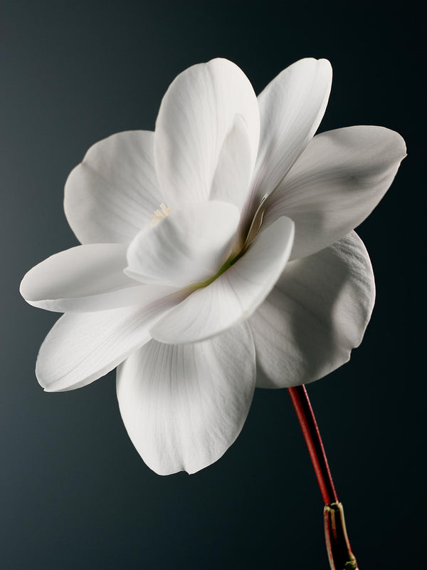 Camellia Snow Ampoule